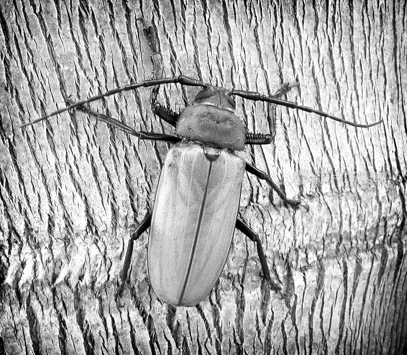 树上的甲虫