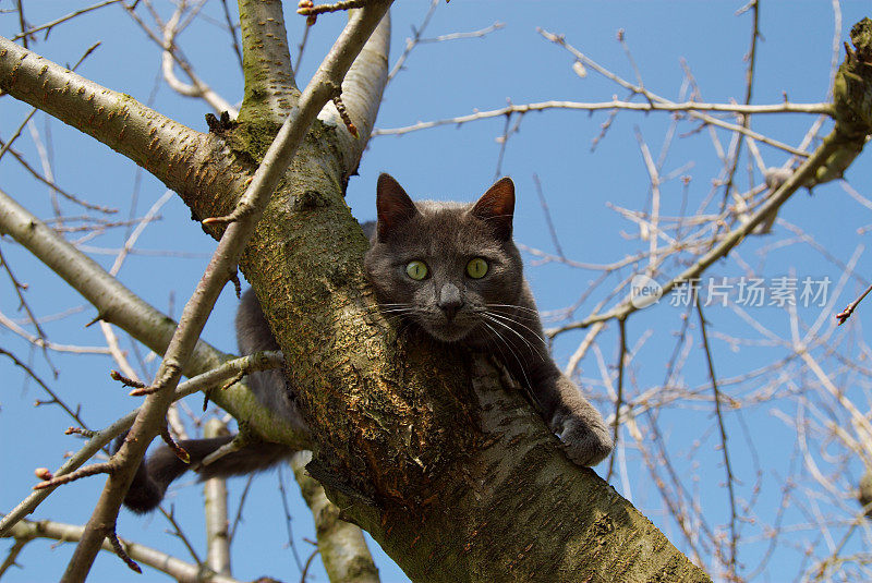 猫在树