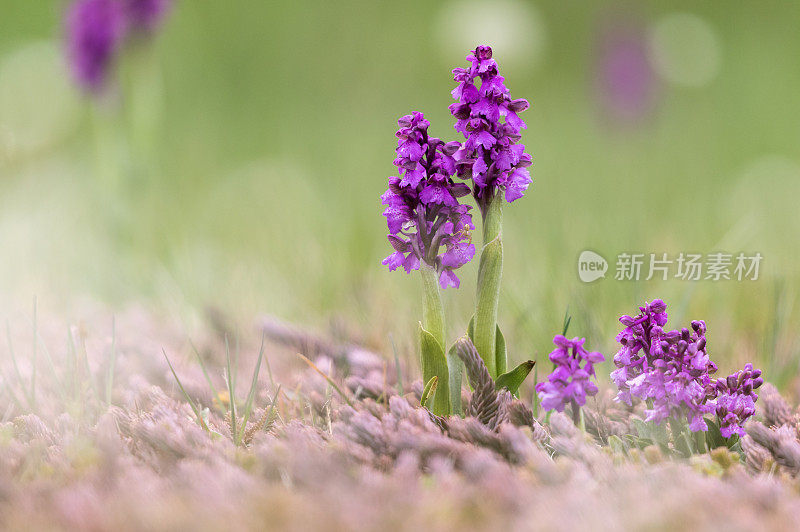 绿翼兰花或绿脉兰花(与兰花同义)