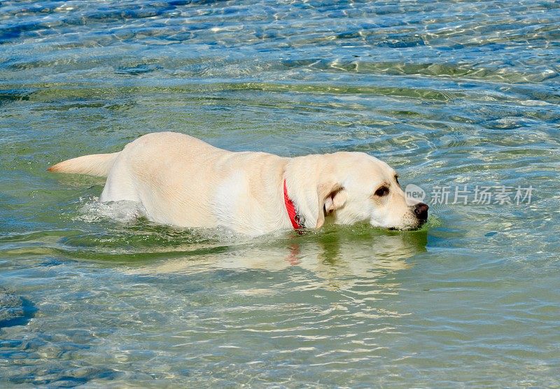 狗在夏威夷