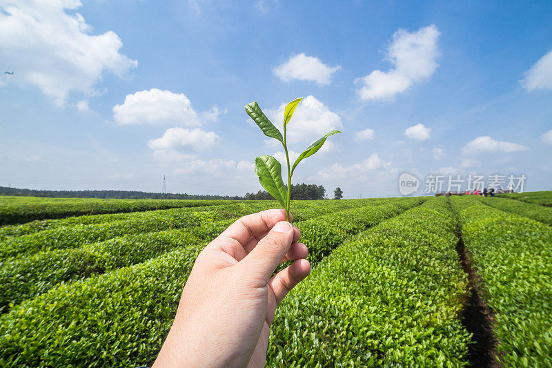 茶芽叶在手上