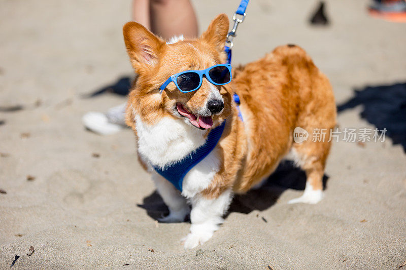 北加州柯基犬协会