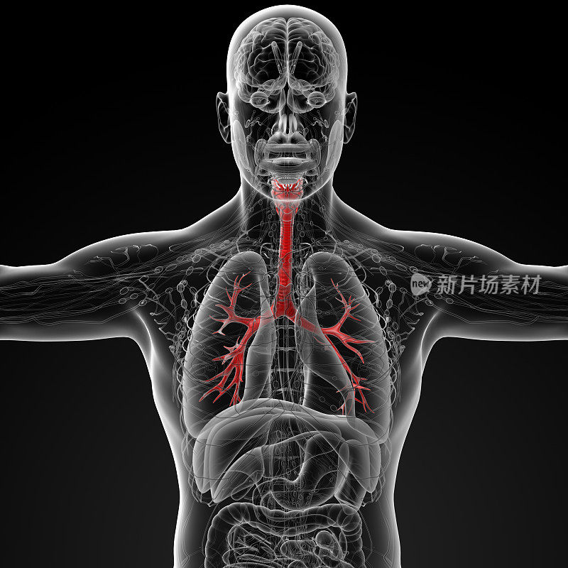 3D医学插图的男性支气管