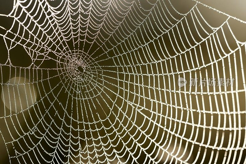 美丽的蜘蛛网与水滴特写
