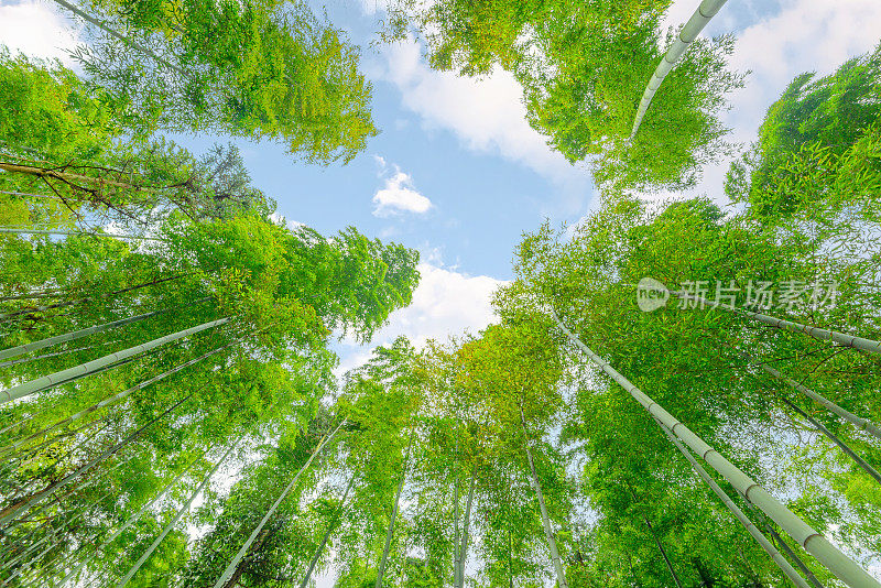 晨曦明媚，郁郁葱葱的竹林。