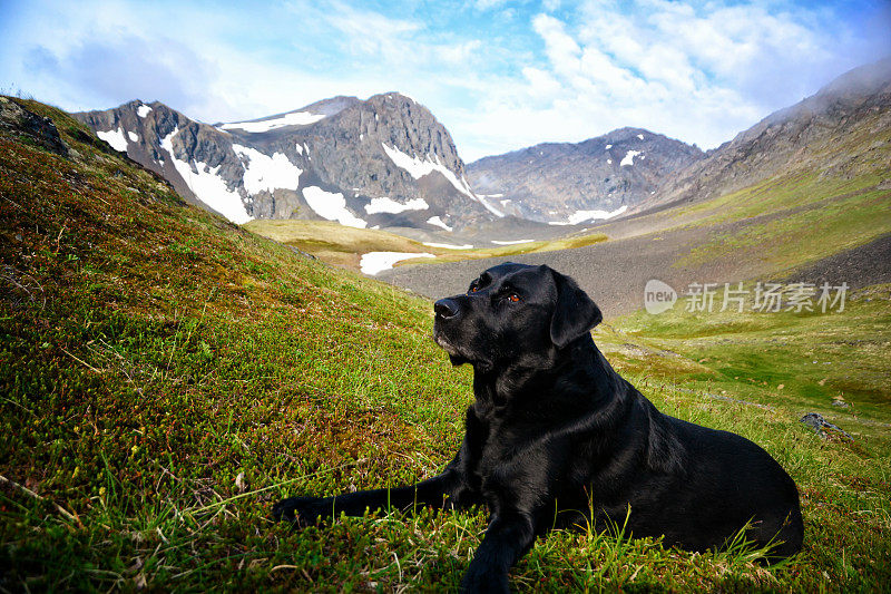 阿拉斯加山脉景观中的狗