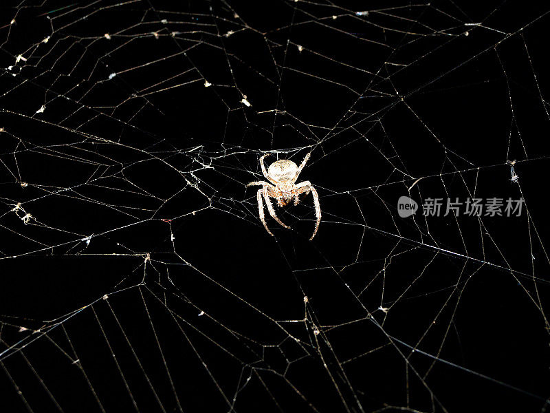 蜘蛛。宏观性质。花园蜘蛛的特写在自然的黑色背景。可怕的万圣节卡