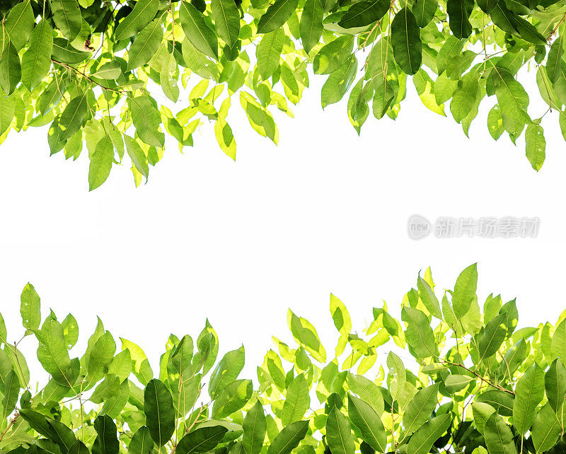 绿色的叶子背景与白色的复制空间，在白色的背景