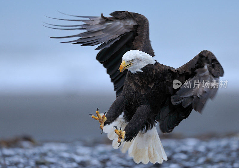 成年秃鹰降落在阿拉斯加霍默海滩上