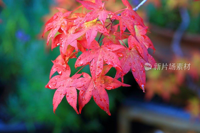 秋色日本枫叶