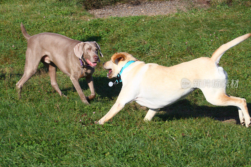 威玛猎犬和黄色拉布拉多犬在玩耍