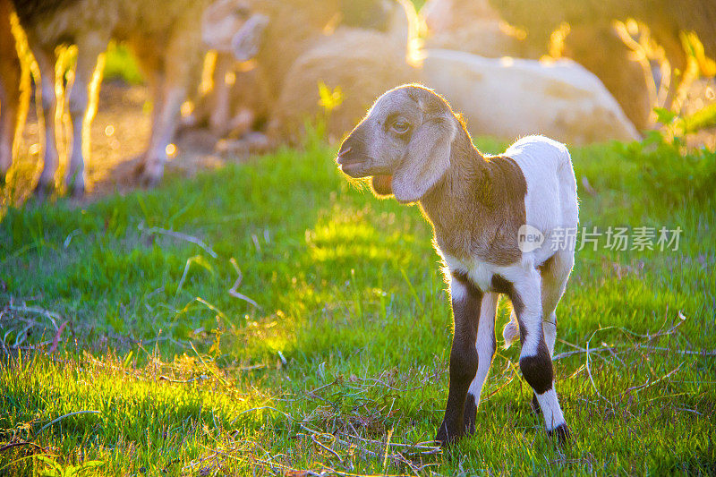 农场里可爱的小羊羔