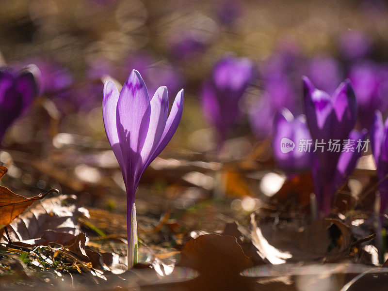 藏红花在春天开花。