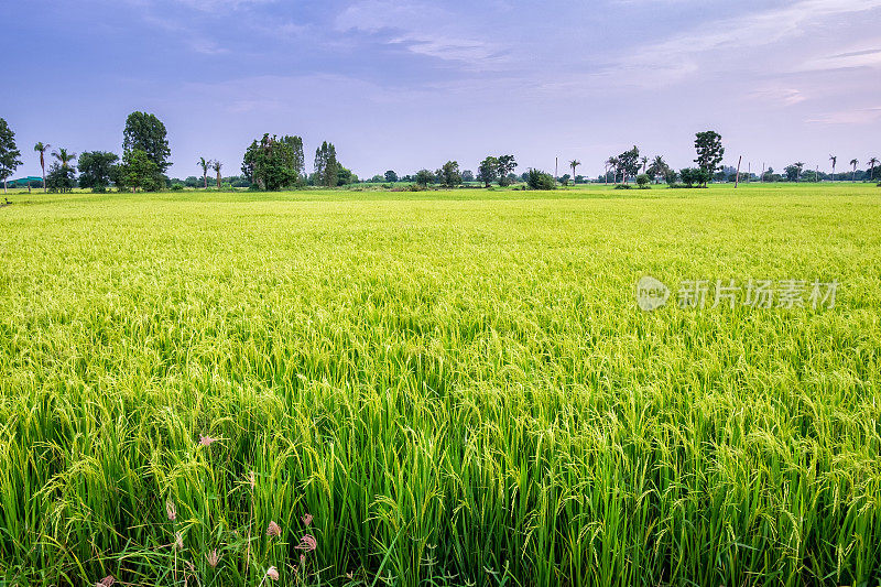 稻田生产谷物