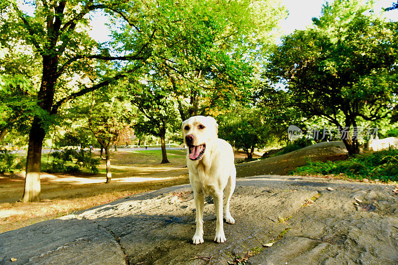 中央公园的拉布拉多寻回犬