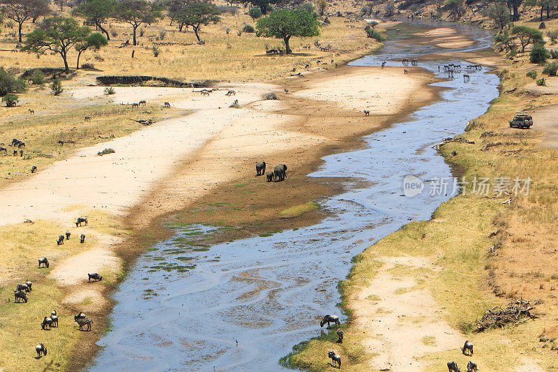 坦桑尼亚塔兰吉尔国家公园，塔兰吉尔河沿岸的野生动物