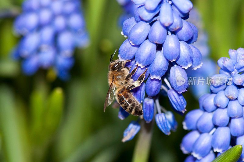 蜜蜂采集花蜜