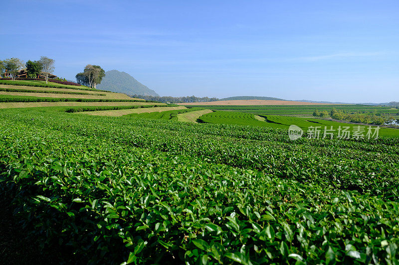 茶叶种植园字段