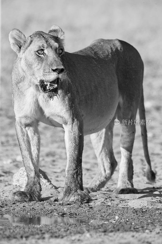 在喀拉哈里的一个小水池里，一只大狮子在喝完水后站了起来