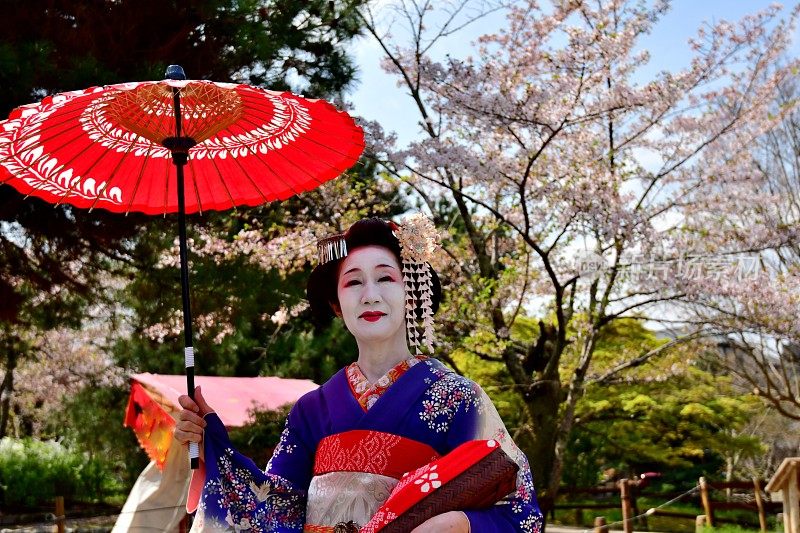 穿着舞子服装的日本女人享受京都的春天