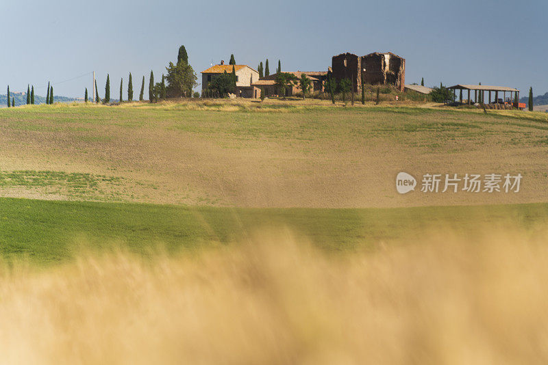 房屋和树木被模糊的小麦包围，托斯卡纳令人惊叹的景观