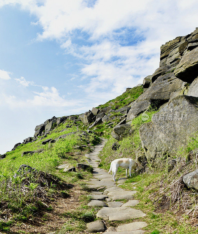 和一只拉布拉多寻回犬在皮克区徒步旅行