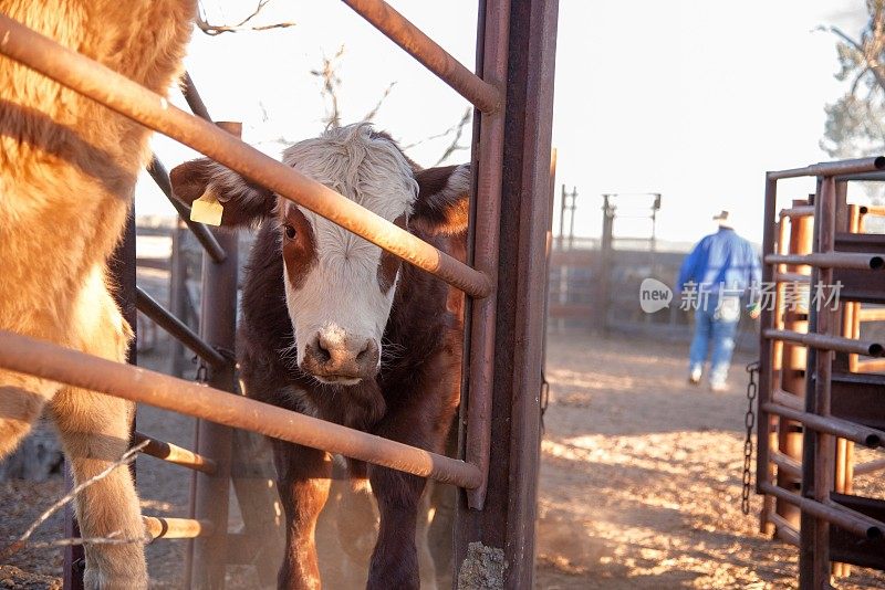 草料喂养的肉牛正从畜栏装载到卡车上