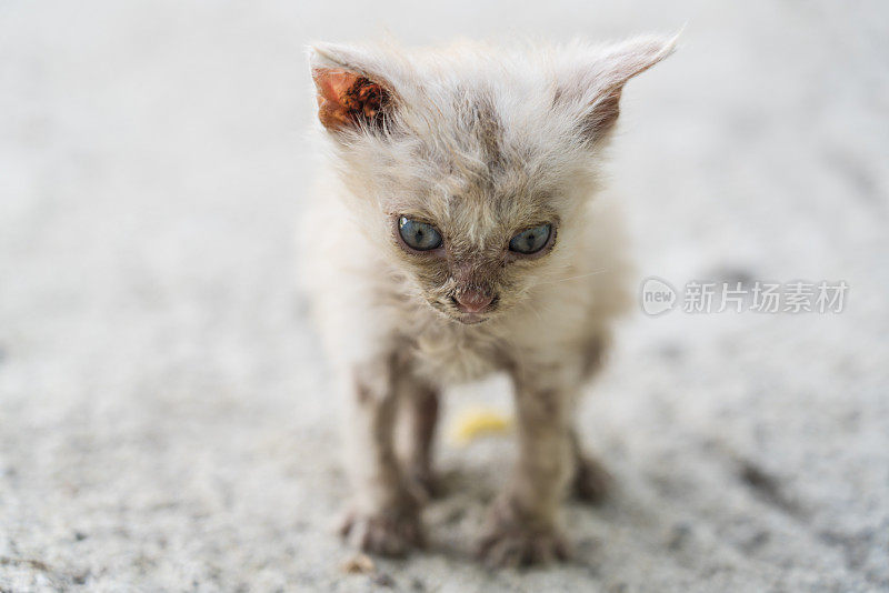 刚出生的小猫