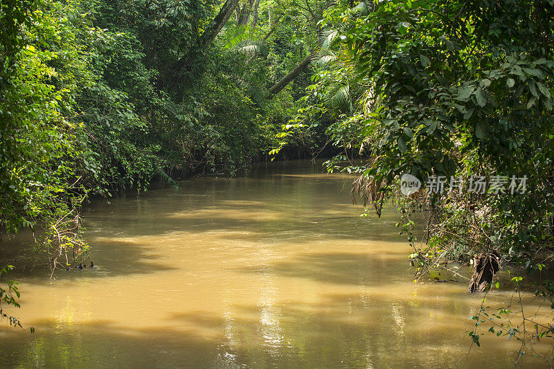 非洲雨林中的一条丛林河