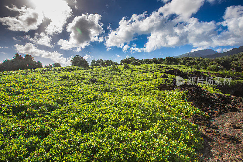 夏威夷的风景有云和树