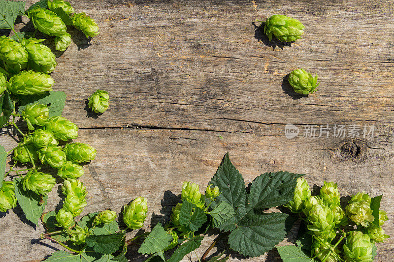 酒花球果在质朴的木制背景上。啤酒生产配料