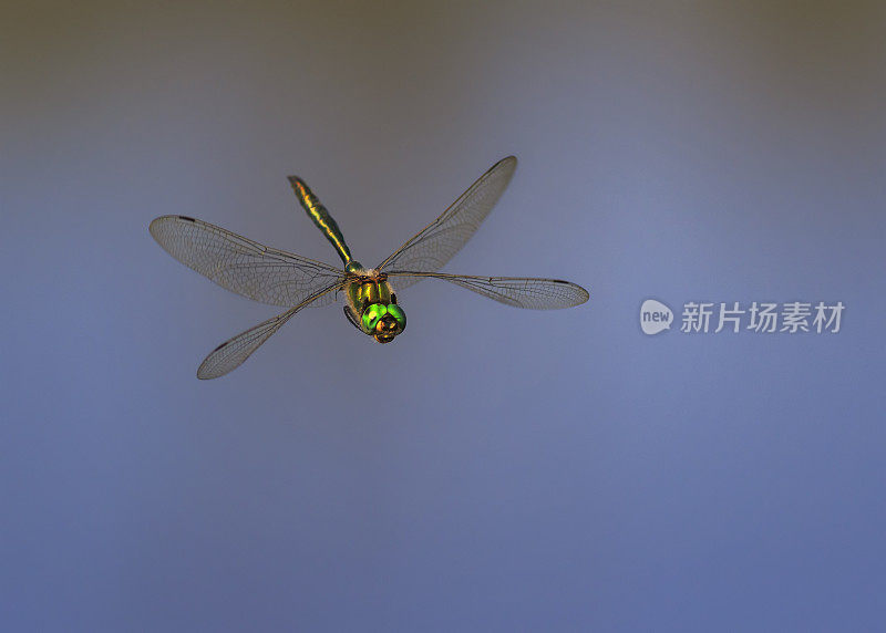 美丽的蜻蜓有着大大的眼睛和闪亮的翅膀飞过池塘右边