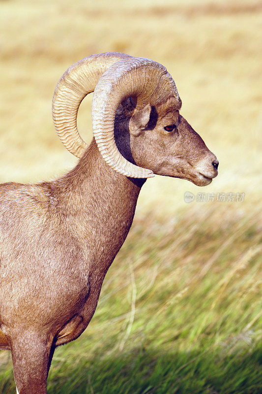 野生动物高地沙漠大角羊雄性公羊