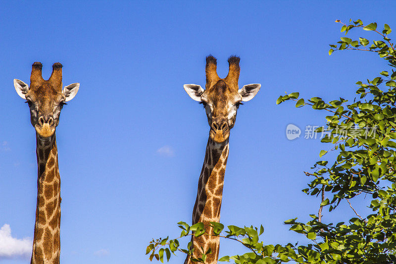 南非克鲁格公园的蓝色背景的两只长颈鹿的肖像
