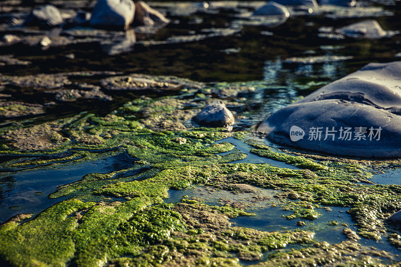 有害藻类在受污染的水中繁殖