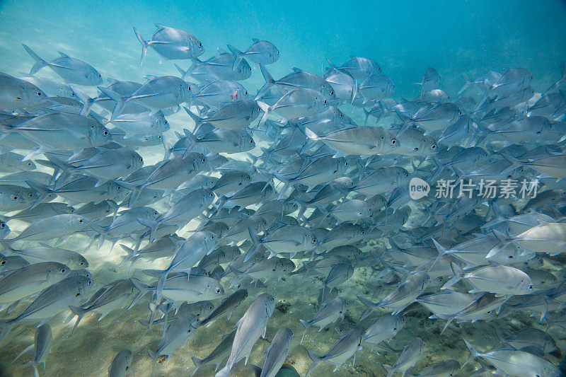 一群热带鱼。