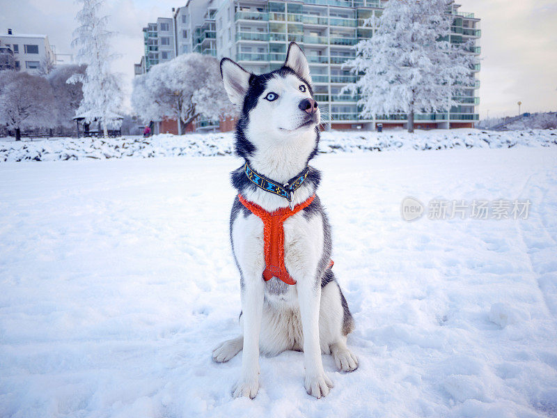 芬兰坦佩雷，哈士奇雪橇狗坐在结冰的湖面上，看向别处