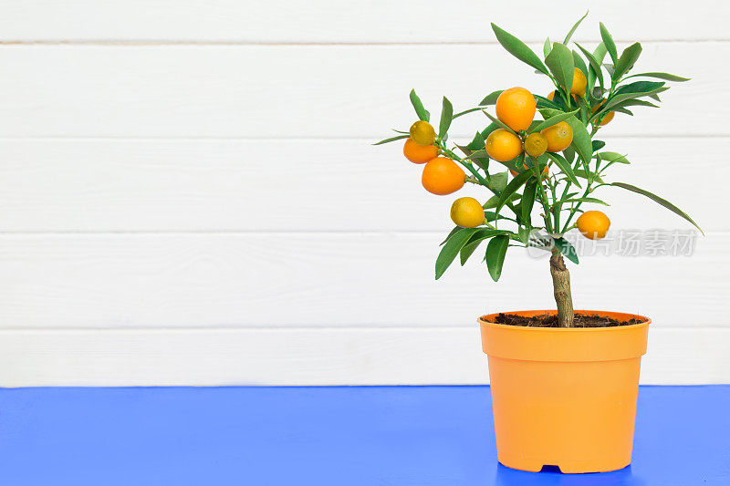 橘子树在花盆里