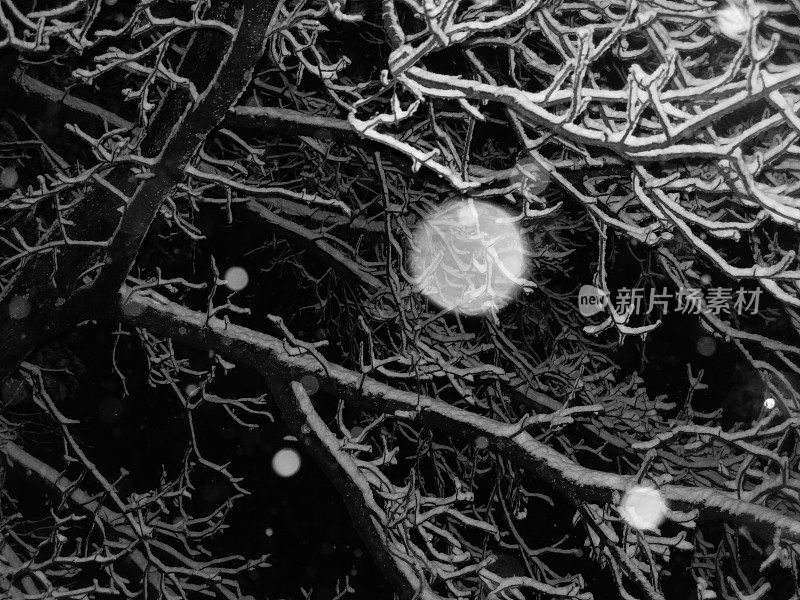 Bokeh雪花刚落的雪在树枝上的夜晚背景