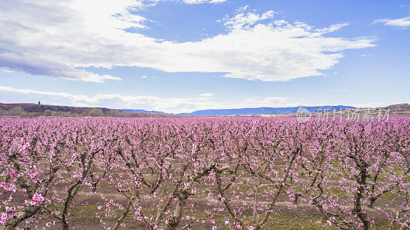 在西班牙加泰罗尼亚的艾托纳莱达种植开花的桃树