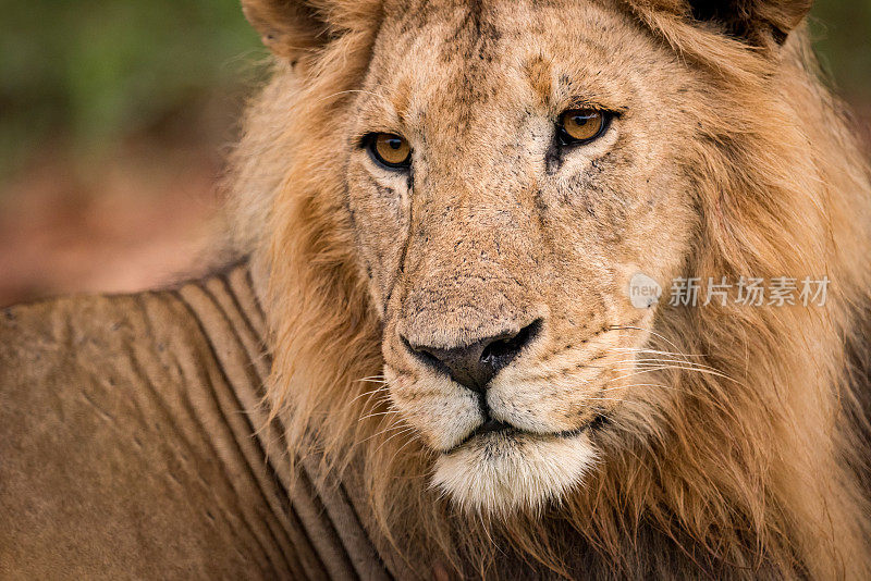 雄性狮子头部和背部的特写