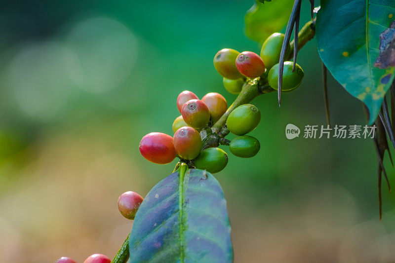 植物里的一束红咖啡樱桃