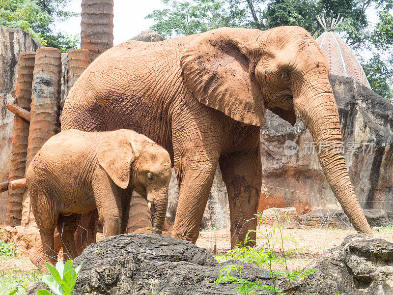 非洲大象棕色妈妈和她的儿子一起走