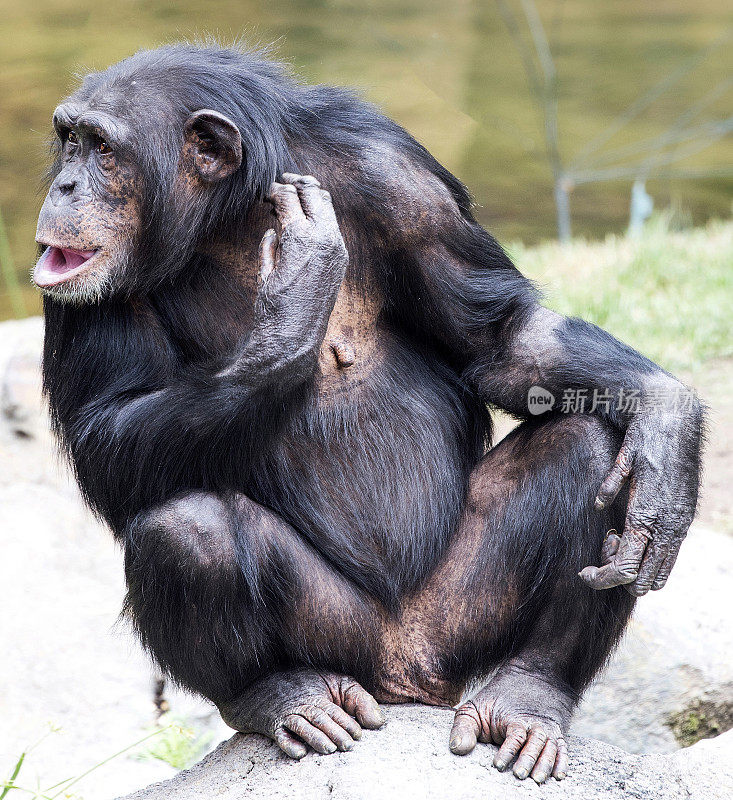 黑猩猩坐在岩石上