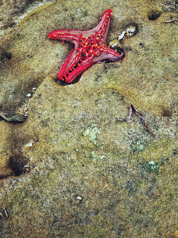 岩石海滩上的红色海星
