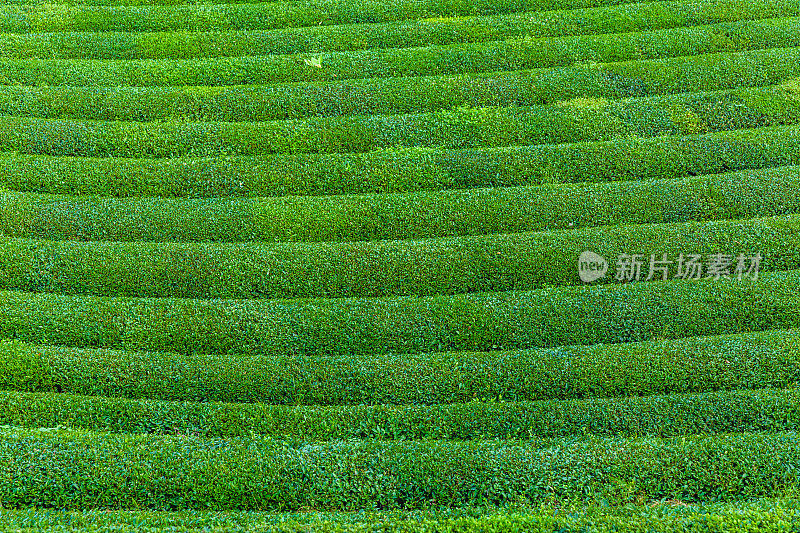 茶园景观，Rize，土耳其