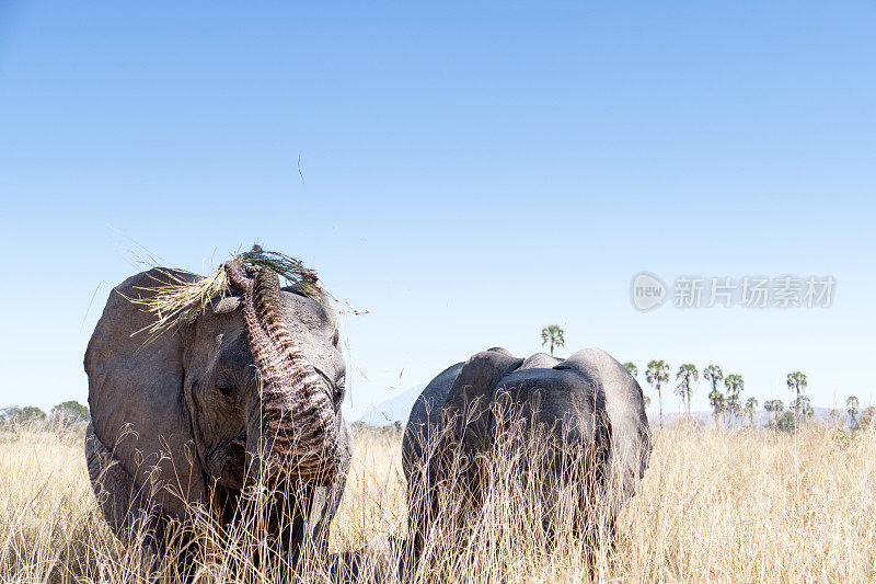 坦桑尼亚，非洲大象向后扔草