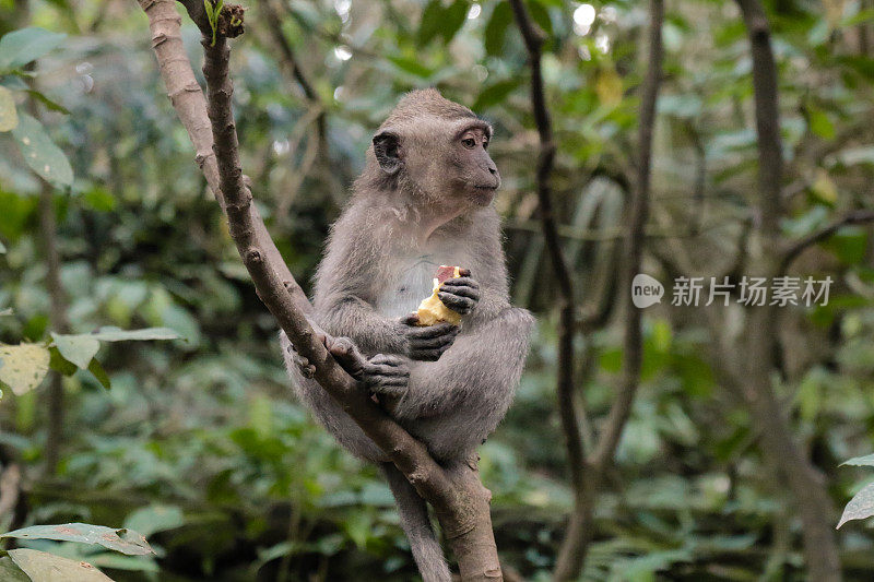 猴子在丛林里坐着吃东西