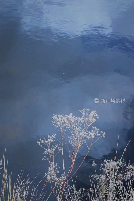 河岸上杂草和芦苇倒映在水中