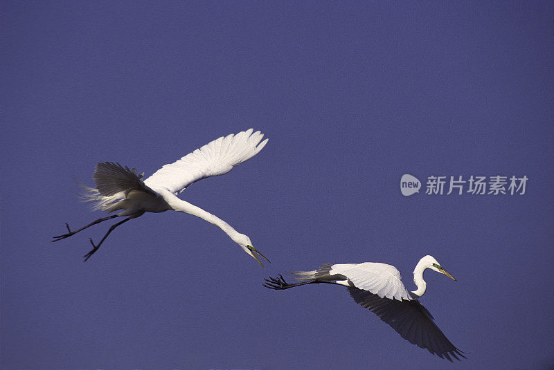 大白鹭在半空中打斗。